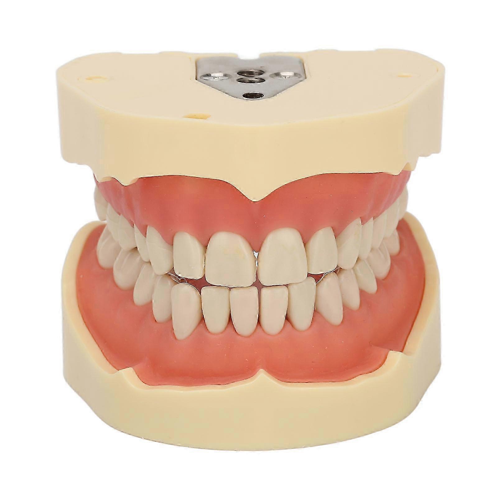 3D Dental Teeth Model for Jaw Brace Orthodontic Teaching - Realistic Gum Simulation with 28 Fixed Teeth and No