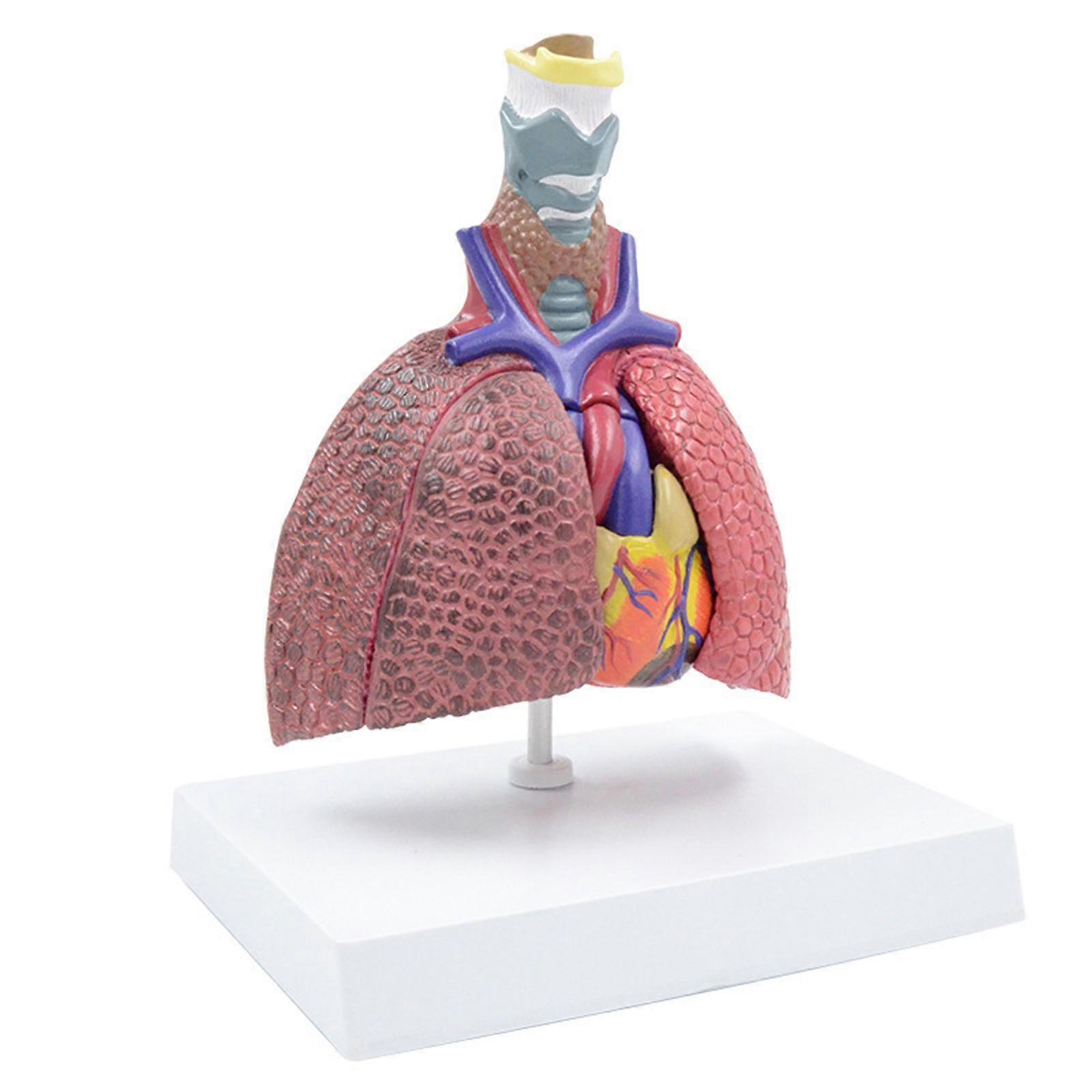 Anatomical Pathological Lungs Model Respiratory System Model for Medical Lecture, Shows Details of Thyroid, Heart,Lungs
