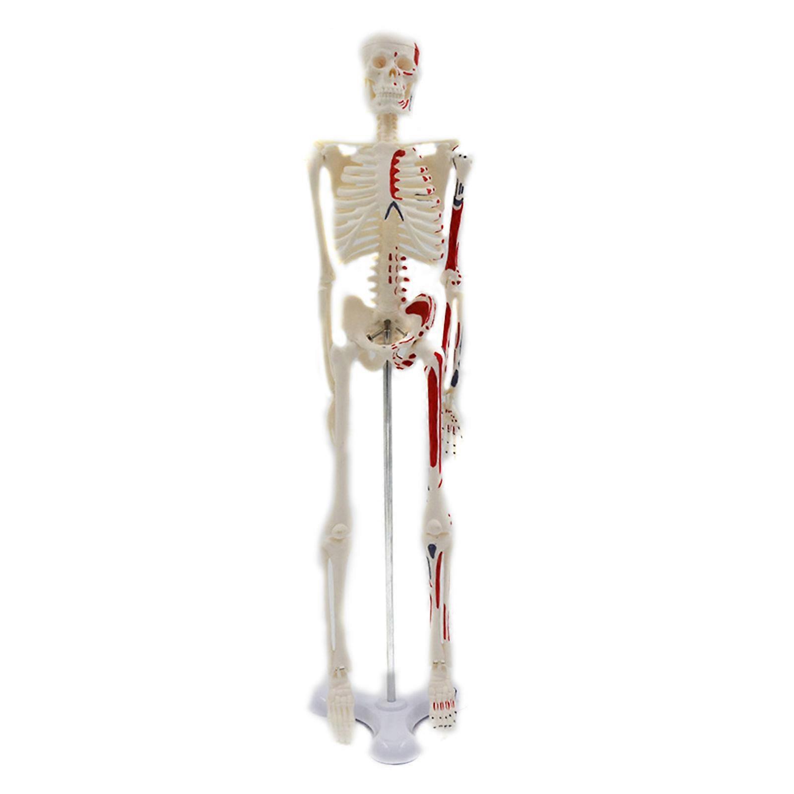 Scientific Mini Human Skeleton Body Model Tool Medical Teaching Learning Aids