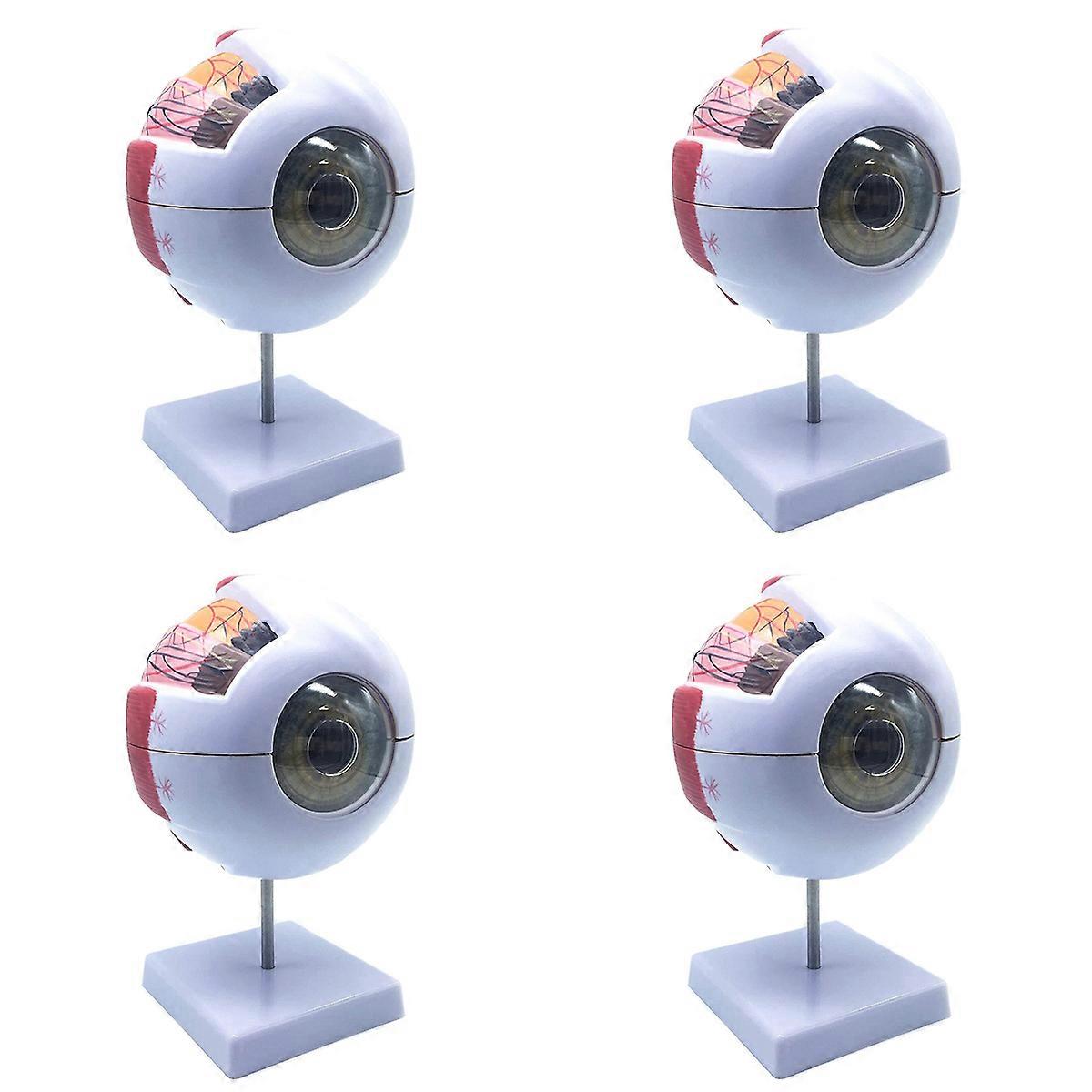 6X Enlarged Human Eye Anatomical Model,for Science Classroom Study