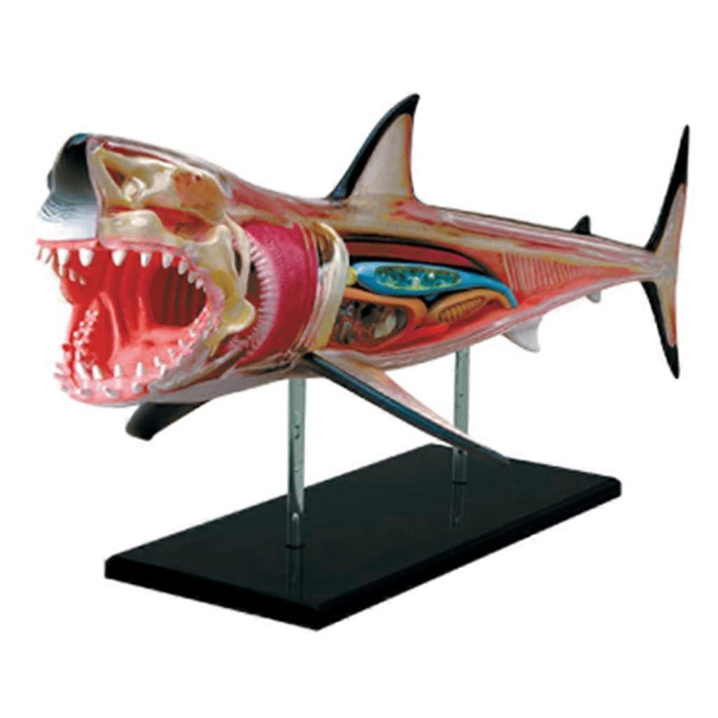 Shark Anatomy Model For Biology Teaching, Educational Puzzle Assembly Model, Size Medium