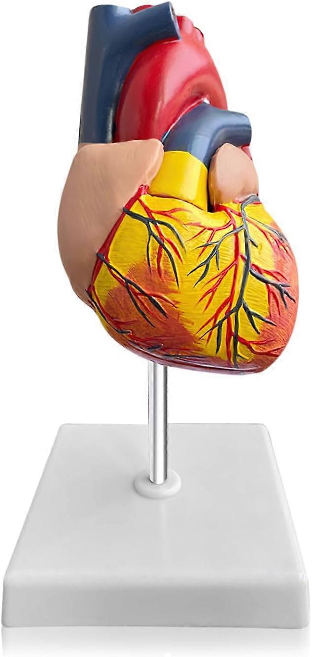 Μοντέλο ανθρώπινης καρδιάς: 1:1 ανατομικό μοντέλο καρδιάς, αποσπώμενο ανατομικό μοντέλο ανθρώπινης καρδιάς για το μοντέλο καρδιάς ιατρικών μαθημάτων