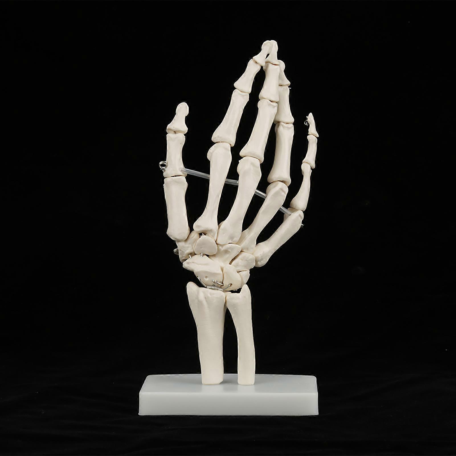 Life-size medical anatomical model for studying the human hand joint