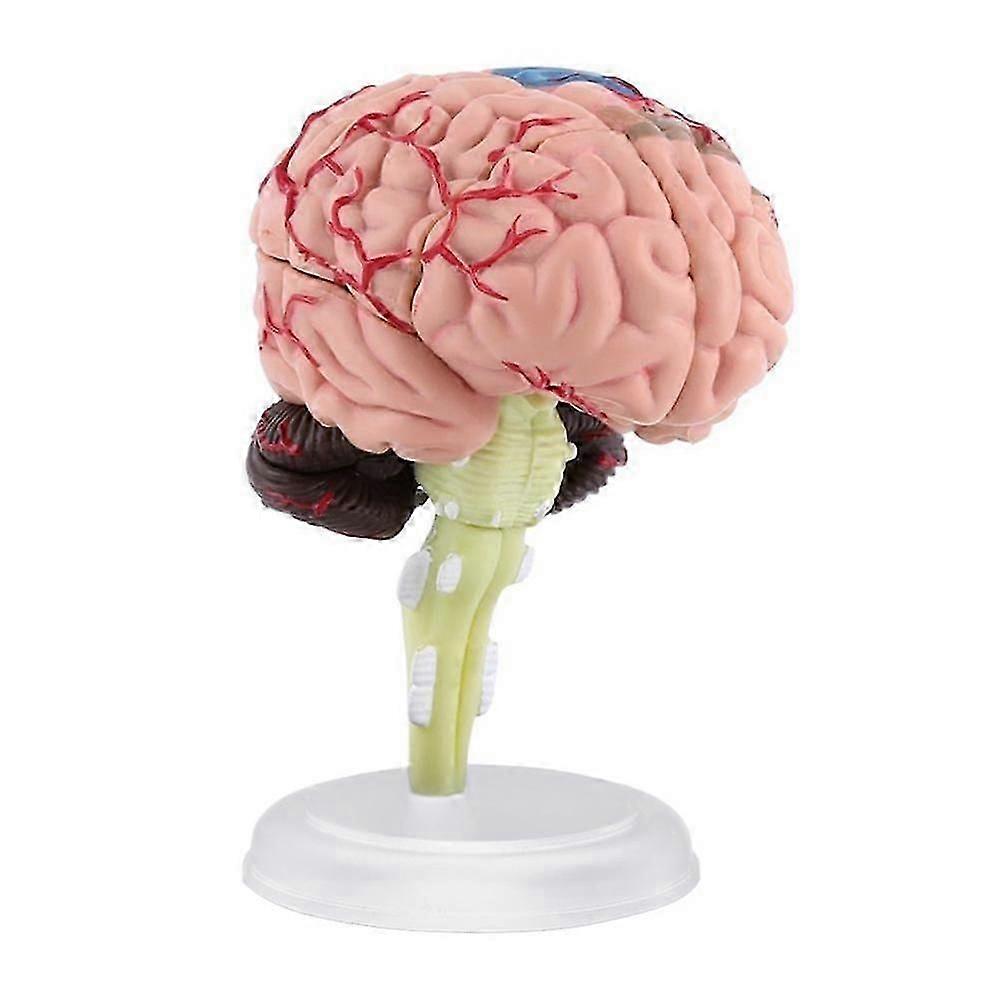 4d Disassembled Anatomical Human Brain Model Anatomy Teaching L9u4 Tool