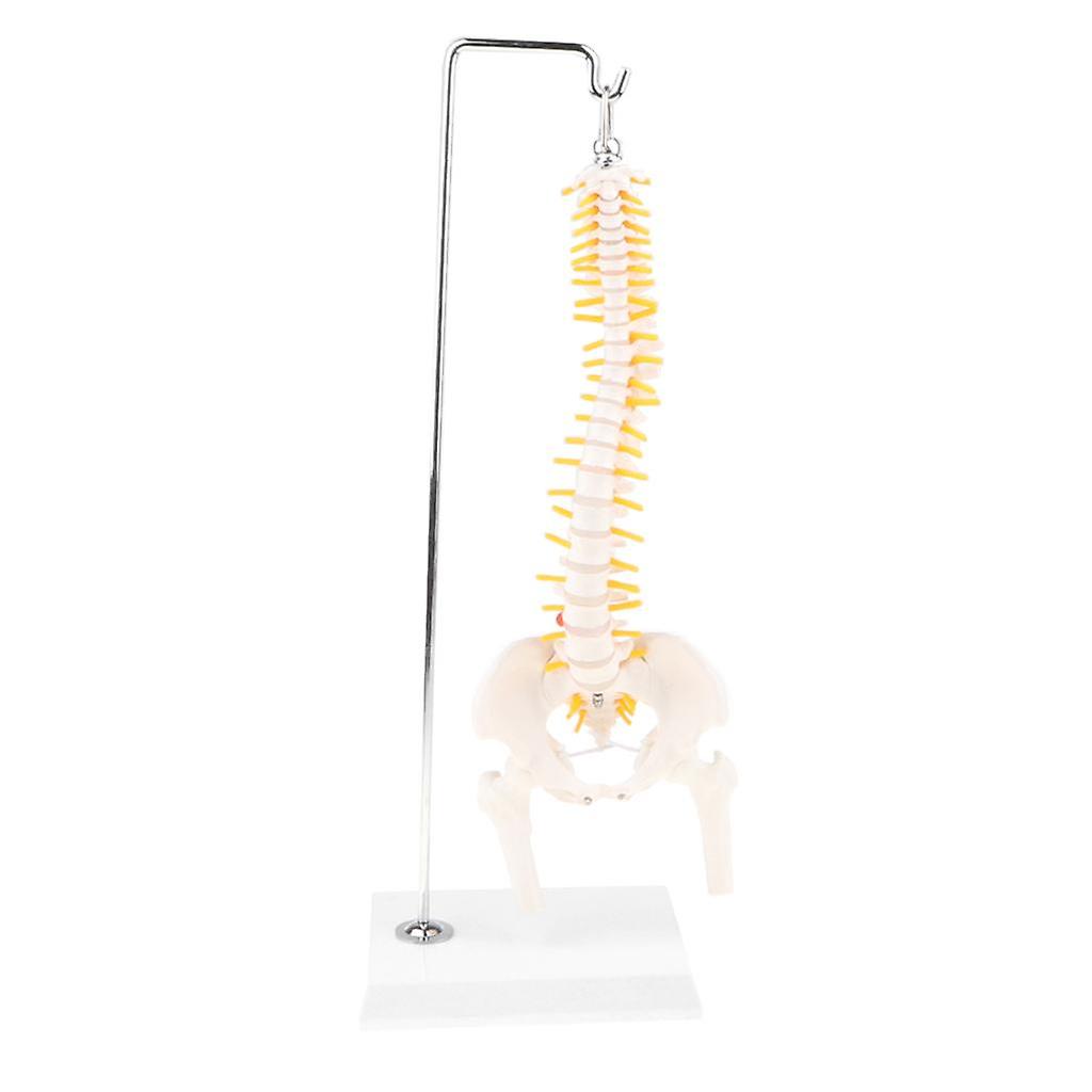 50cm Hanging Human Lumbar Vertebrae Coccyx Skeleton Model  Study