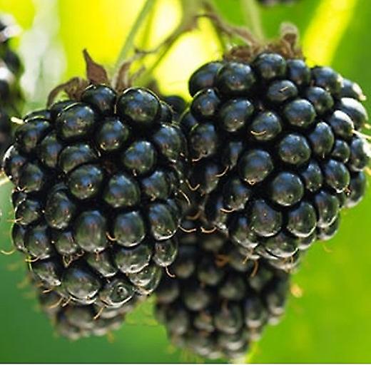 Pachet de fructe moi amestecat. (Mare)