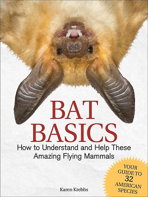 Bat Basics by Karen Krebbs Paperback Book