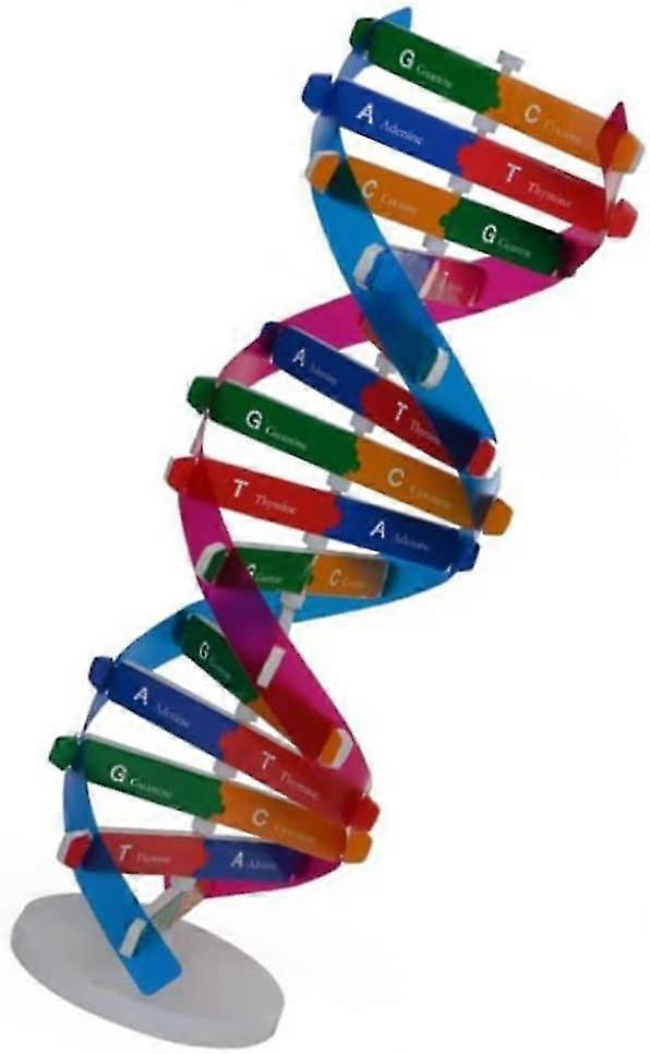 Kids Dna Model Dna Double Spiral Model Science Educational Model Components For Teaching Instrument Dna Model Spiral Teaching Equipment Dna Model Heli