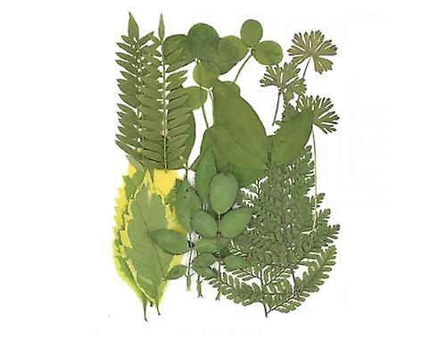 Tørkede blader for dekor