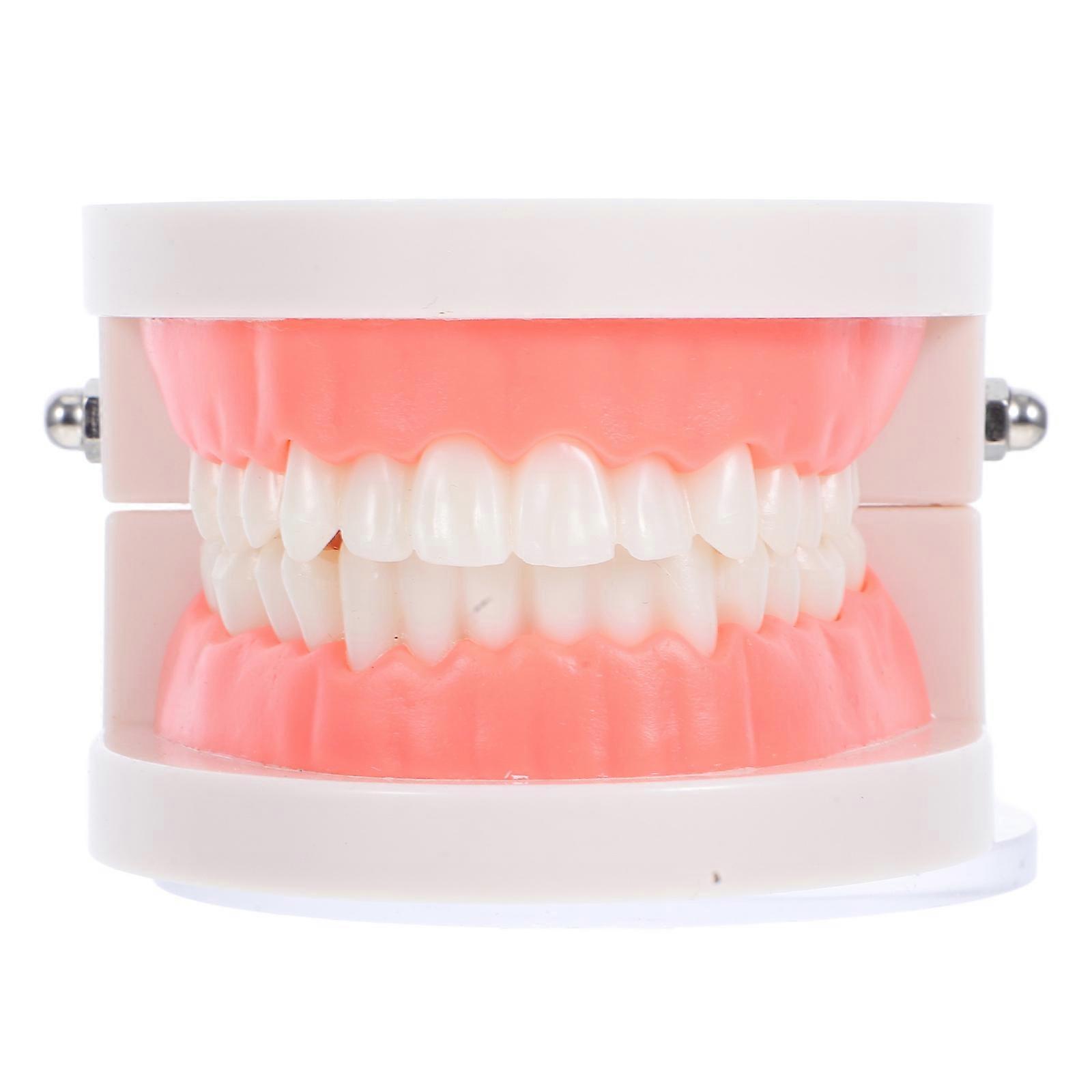 Durable Plastic Tooth Model for Educational Use Ideal for Teaching Tools Assorted Color 6.5