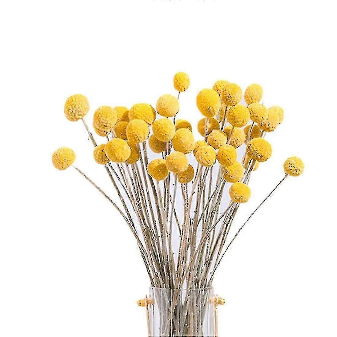 40st Torkade Craspedia Blommor Torkade Billy Button Bollar Blommor