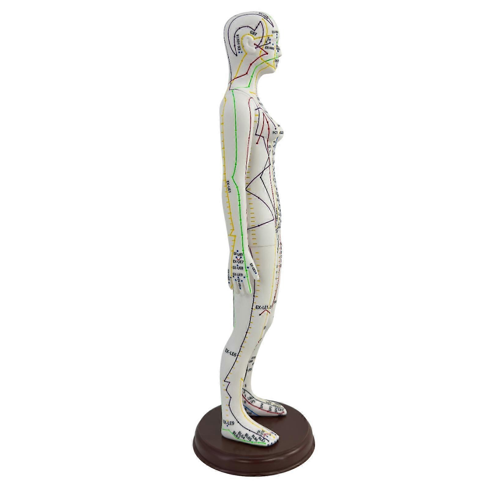 21,2 polegadas de altura Acupuntura Modelo de Corpo Humano Modelo PVC Leve com Base para