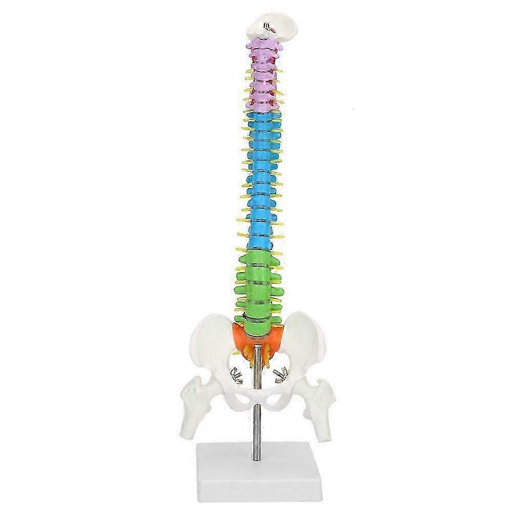45cm Flexible PVC Spine Model