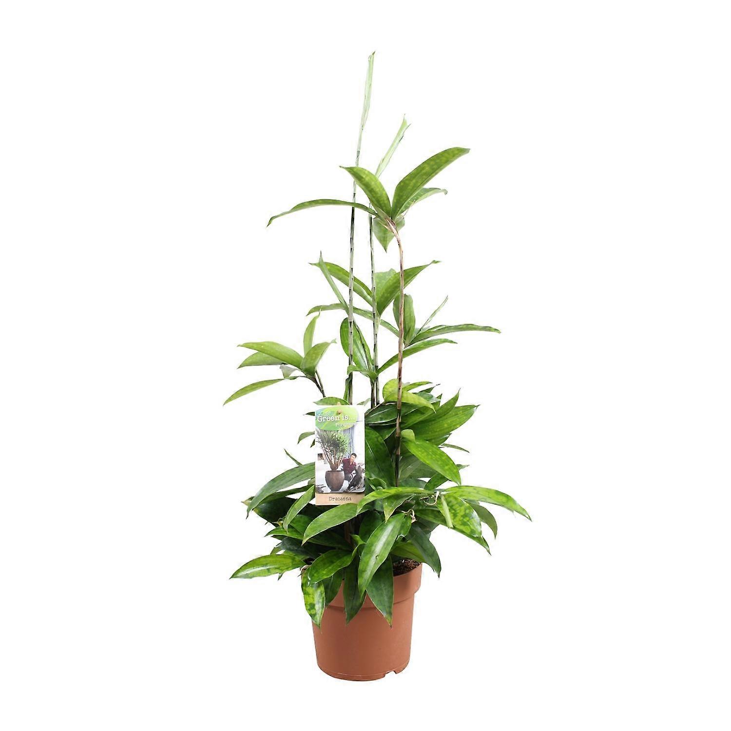 Dracaena Surculosa - 45-55cm - Ø17cm