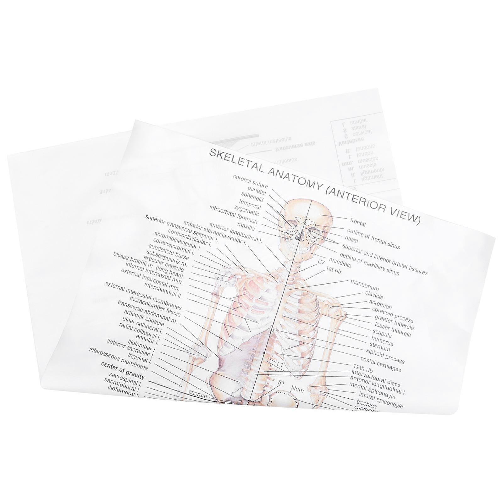Anatomical Poster Skeletal Anatomy Poaster Human Anatomy Picture Home Decor Educational Tool Rectangle 1Set