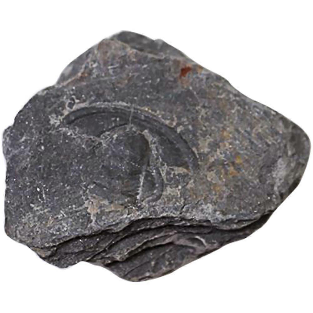 Trilobite Adornment Science Teaching Material For Teachers 4X4cm Home Decoration 1Pack