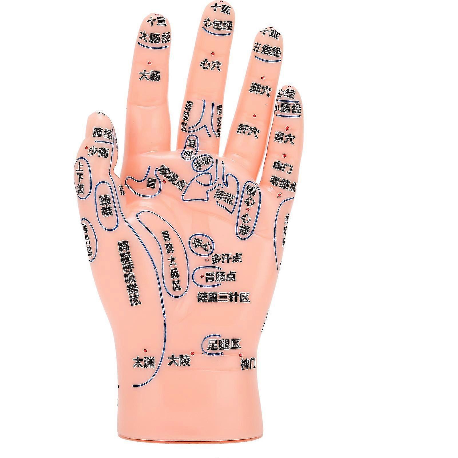 Left Hand Acupuncture Point Model Hand Acupoint Massage Reflection Area Teaching Model