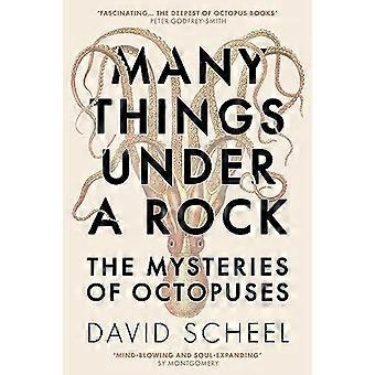 Many things under a rock the mysteries of octopuses