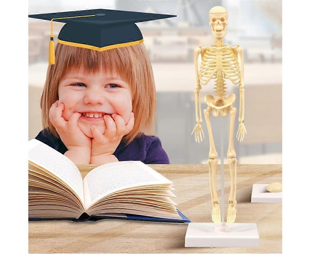 Skeleton Model Practical Ability Smooth Plastic Biological  Science Learning Kit for Kids