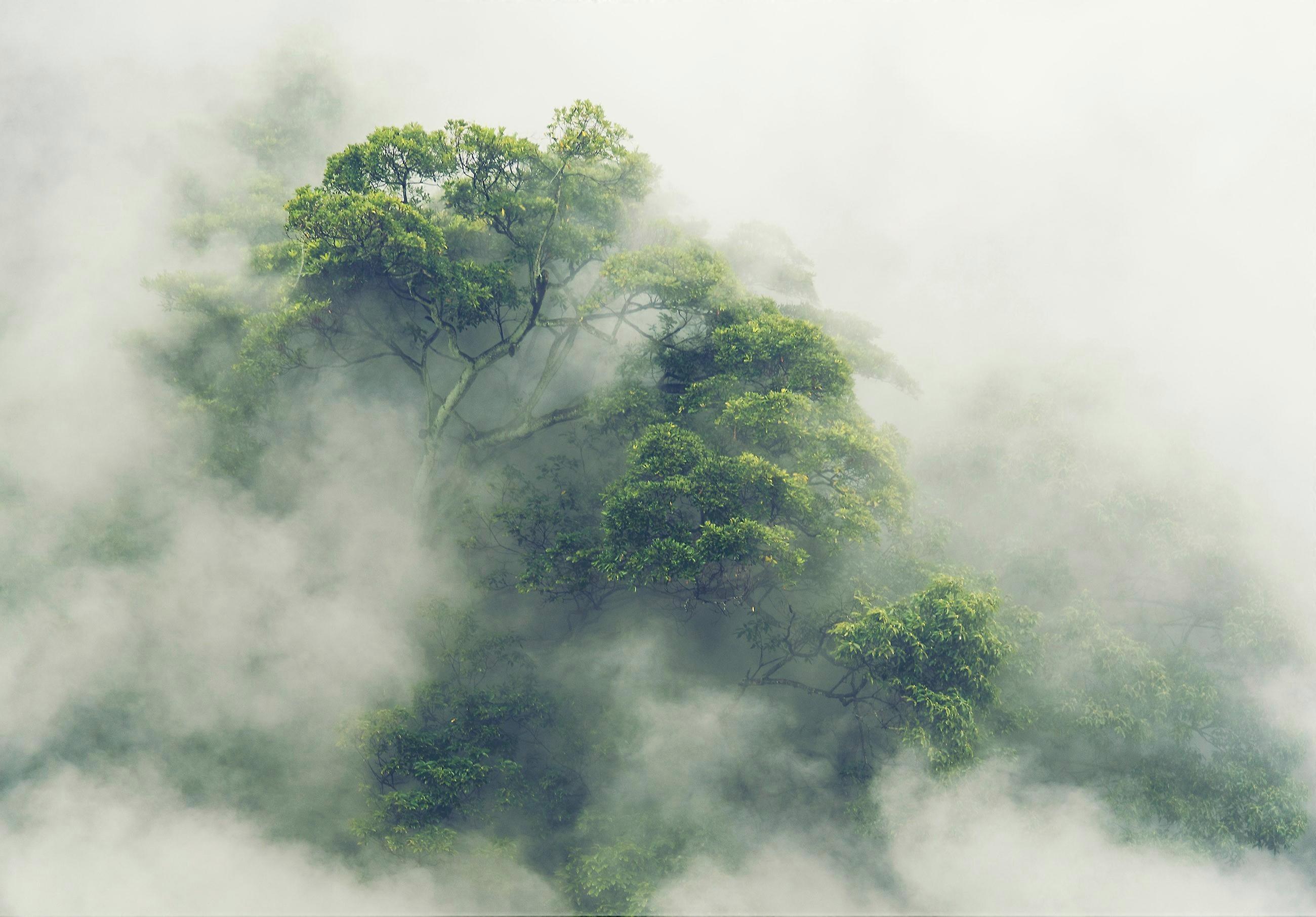 Wall Mural Lone Tree Enveloped in Fog