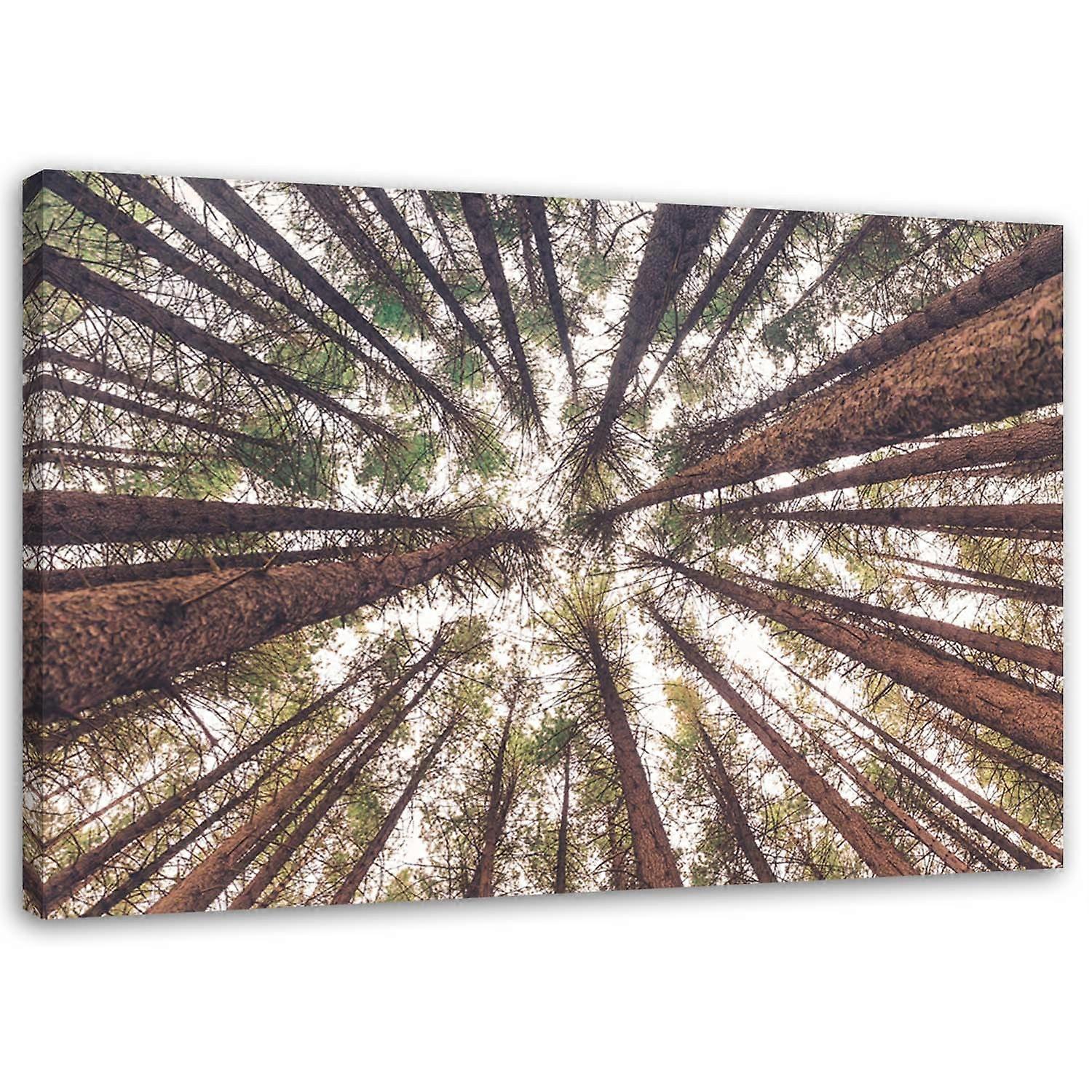 Impression sur toile, Grands pins - 90x60