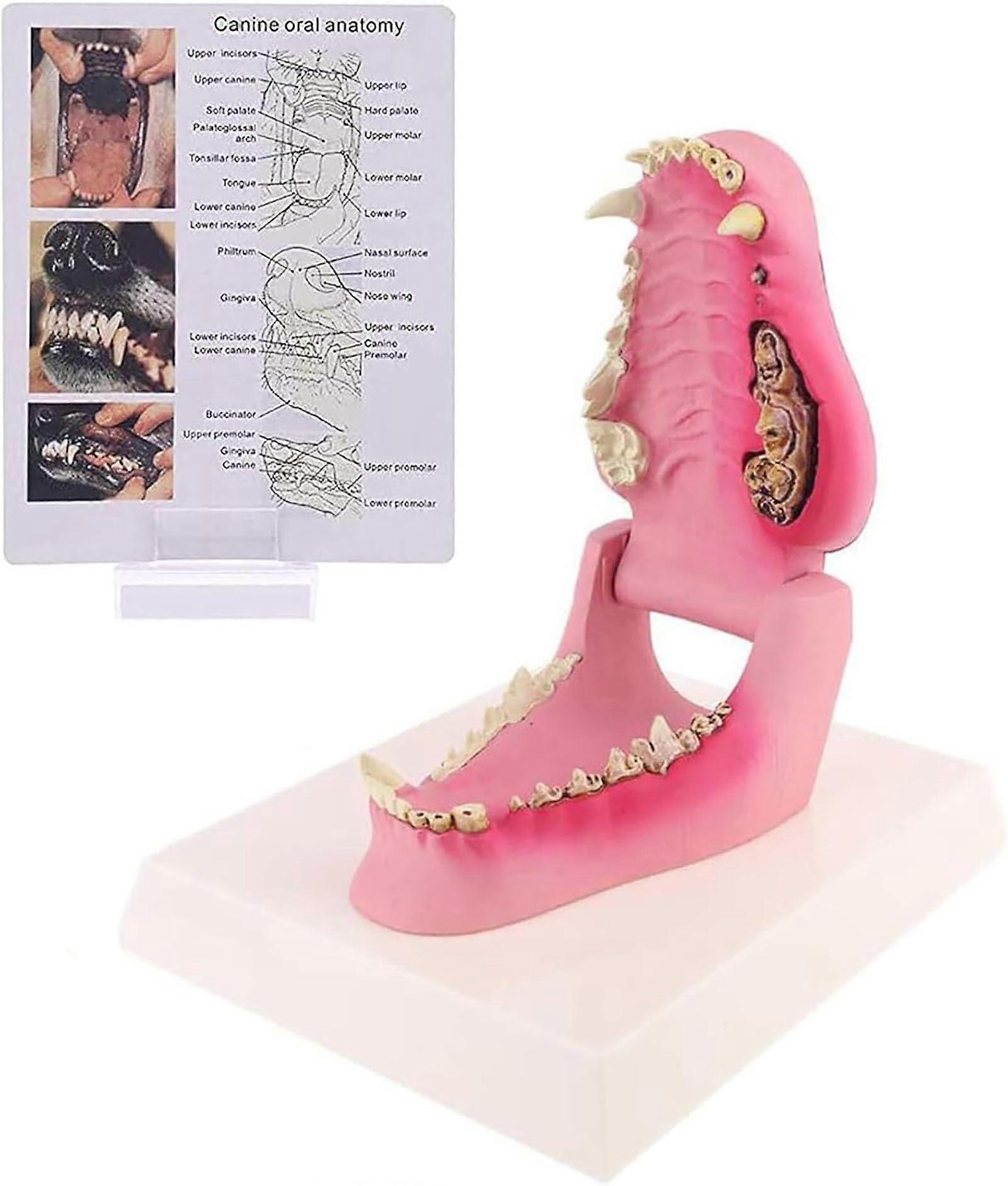 Dog Teeth Anatomy Model with Movable Jaw and Transparent Oral Structure for Veterinary Study