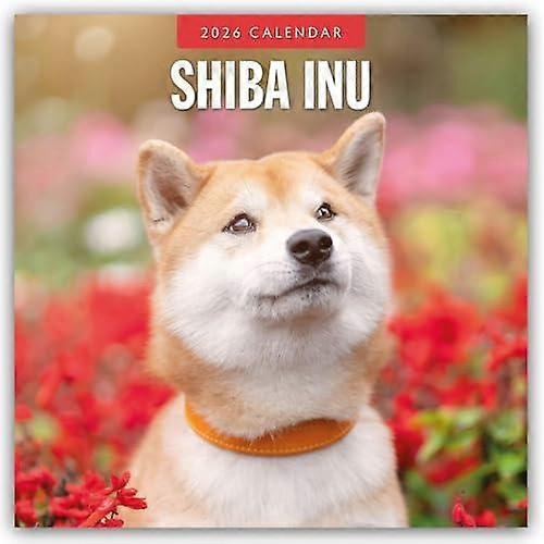 Shiba Inu 2026 Square Wall Calendar by Red Robin Paperback