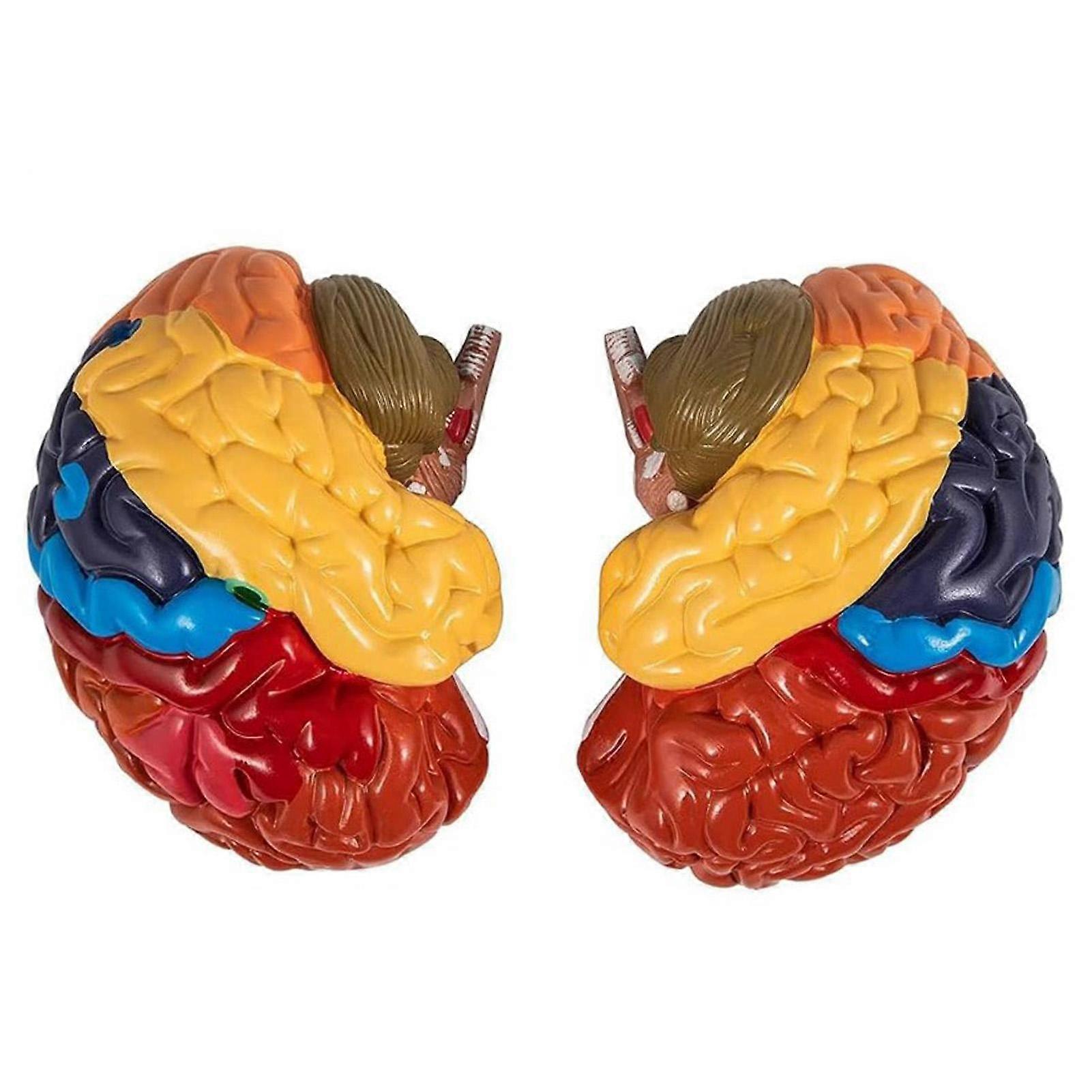 2Pcs 2X Human Brain Model Colored Disassembled Educational Human Brain Anatomical Model