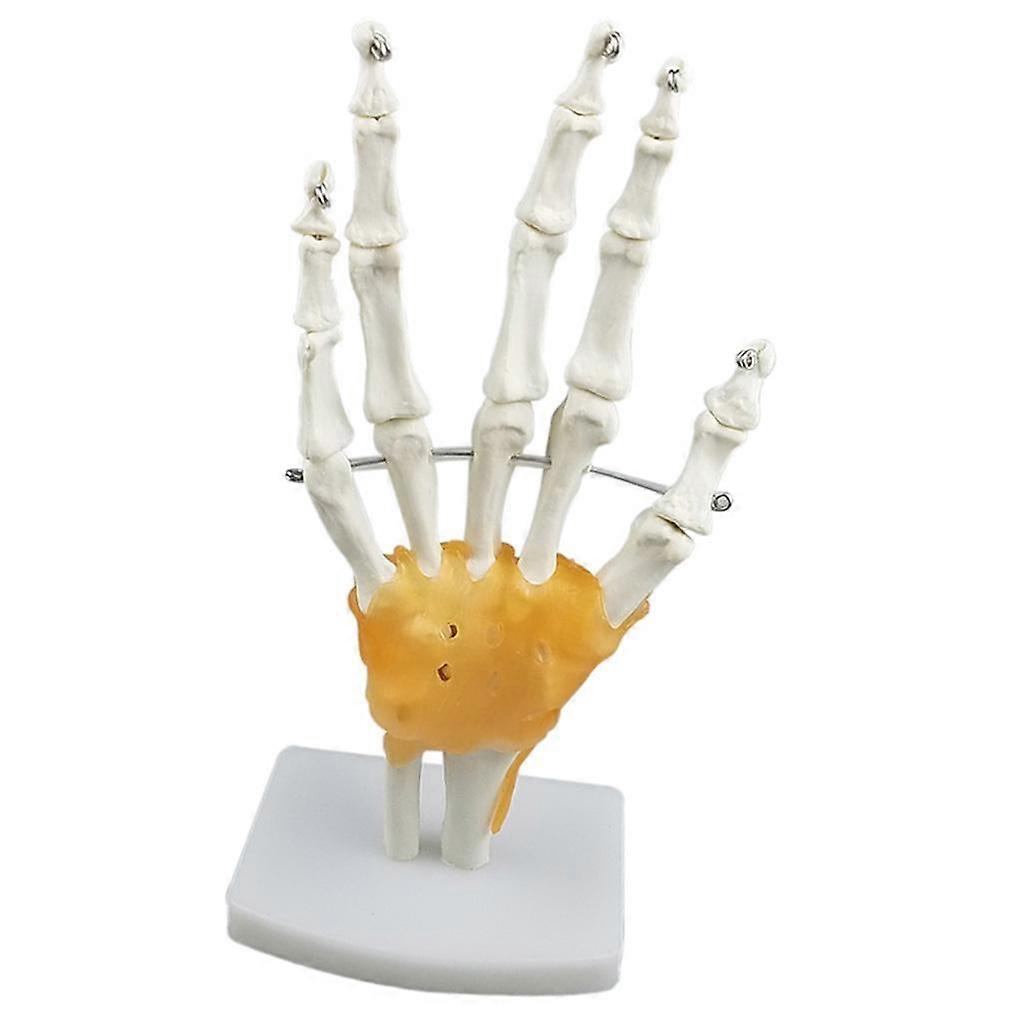 Life Size Hand Joint Model Human Anatomy Model Kids Learning Tools