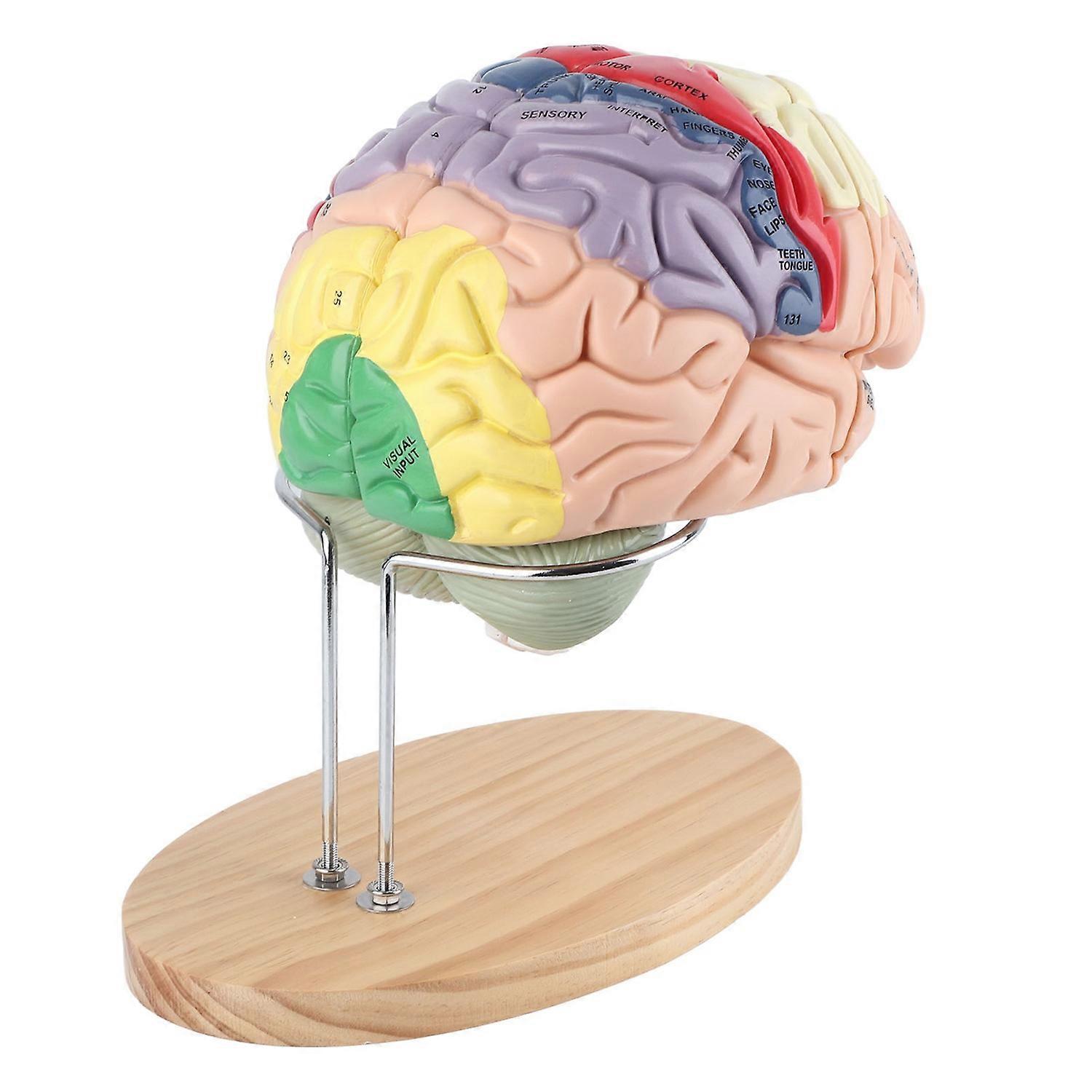 1:2 Medical Anatomical Human Brain Model Cerebral Cortex Nerve 4 Parts