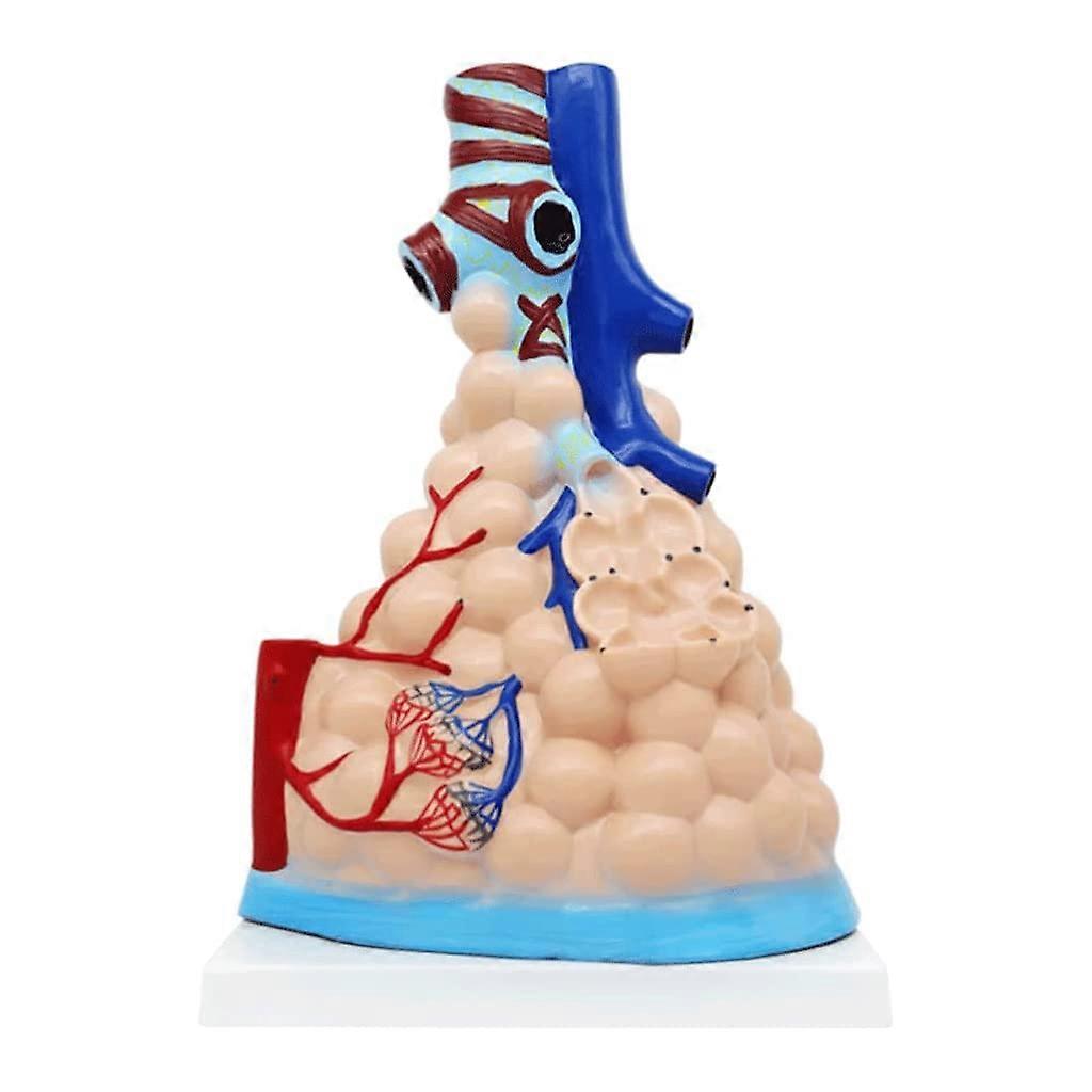 Anatomical Lung Model with ColorCoded Segments, Enlarged Alveoli and Bronchioles for Medical Study