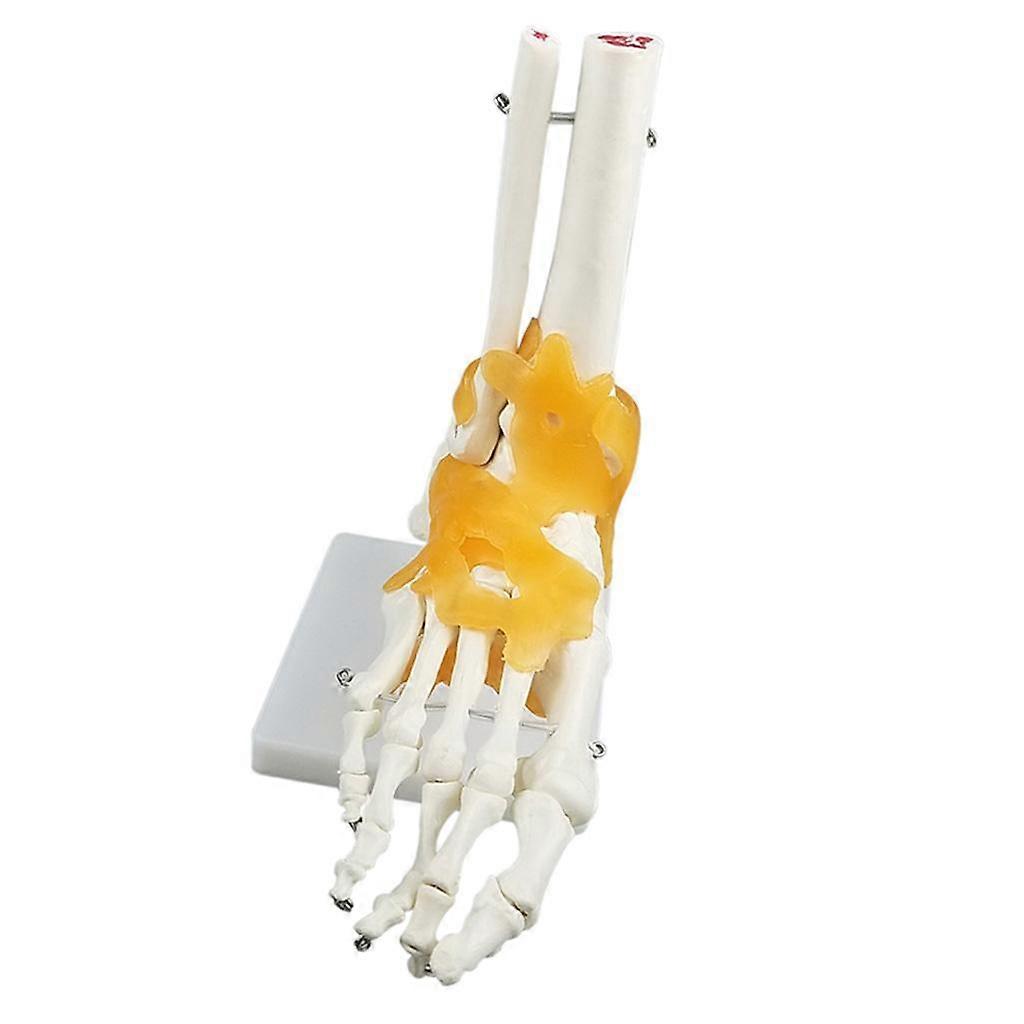 Foot And Ankle Bone Joint Model Human Anatomy Model Learning Tools