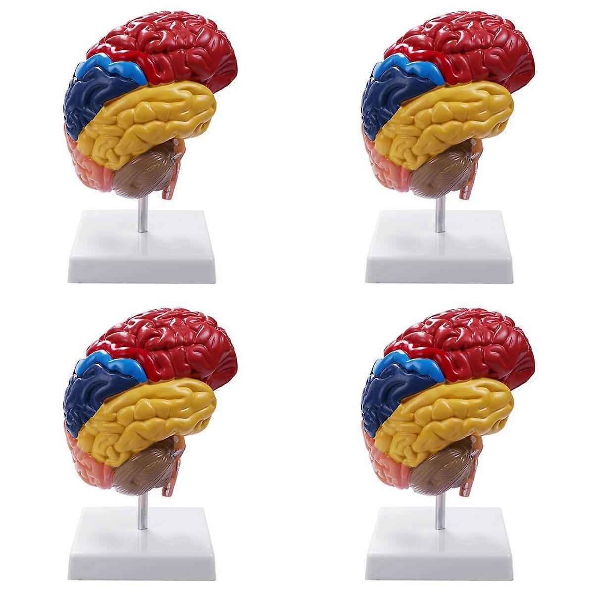 4X Cerebral Anatomical Model Anatomy 1:1 Half Brain Brainstem Teaching Lab Supplies