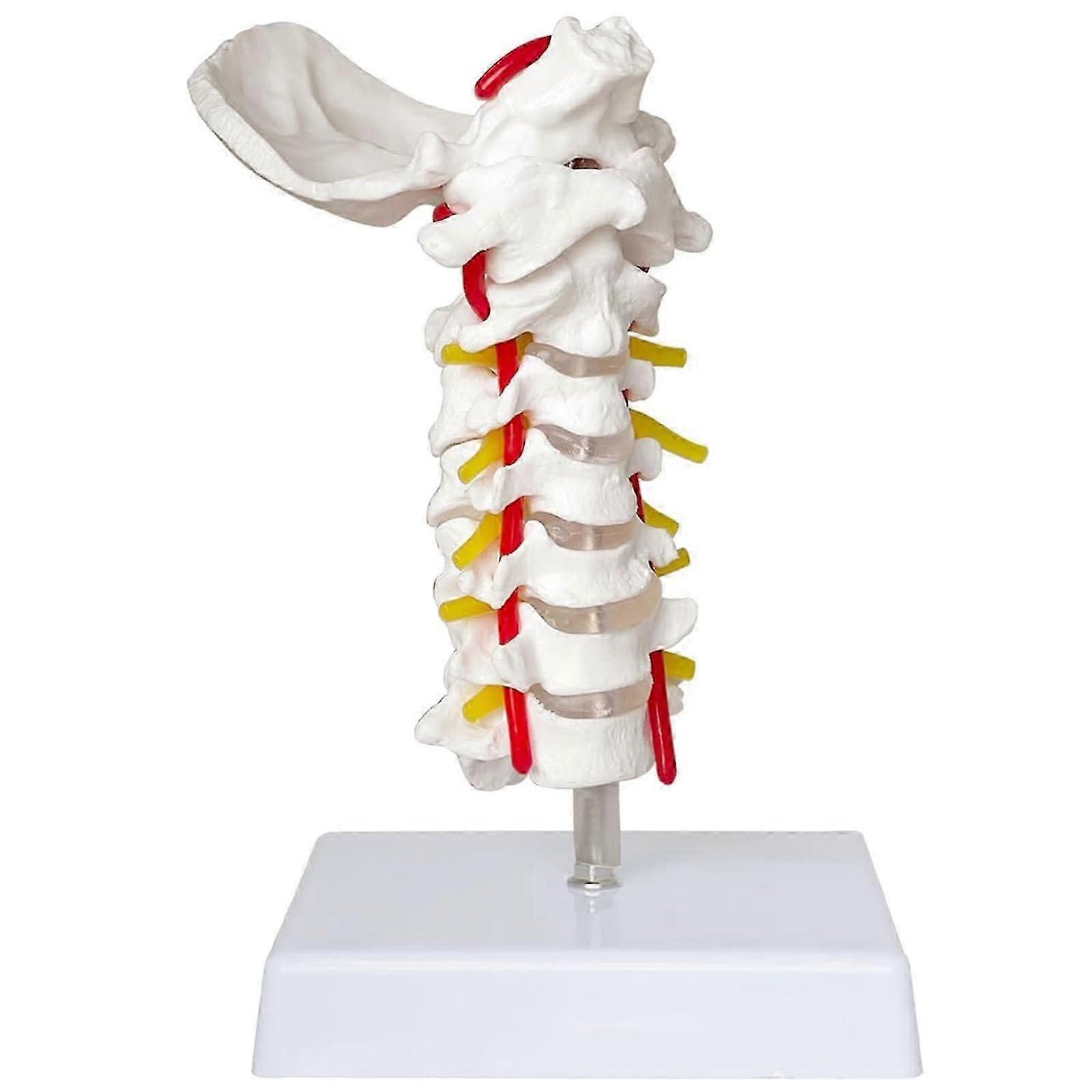 Model of cervical spine, lifesize with vertebrae, nerves and occipital plate