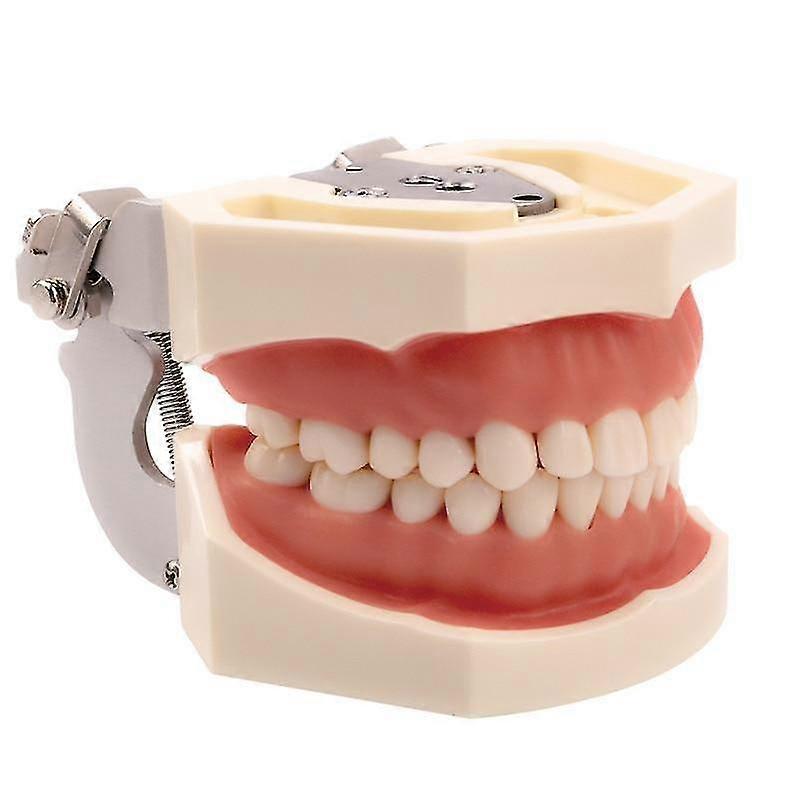 Standard  Gum Teeth Teaching Model Demonstration