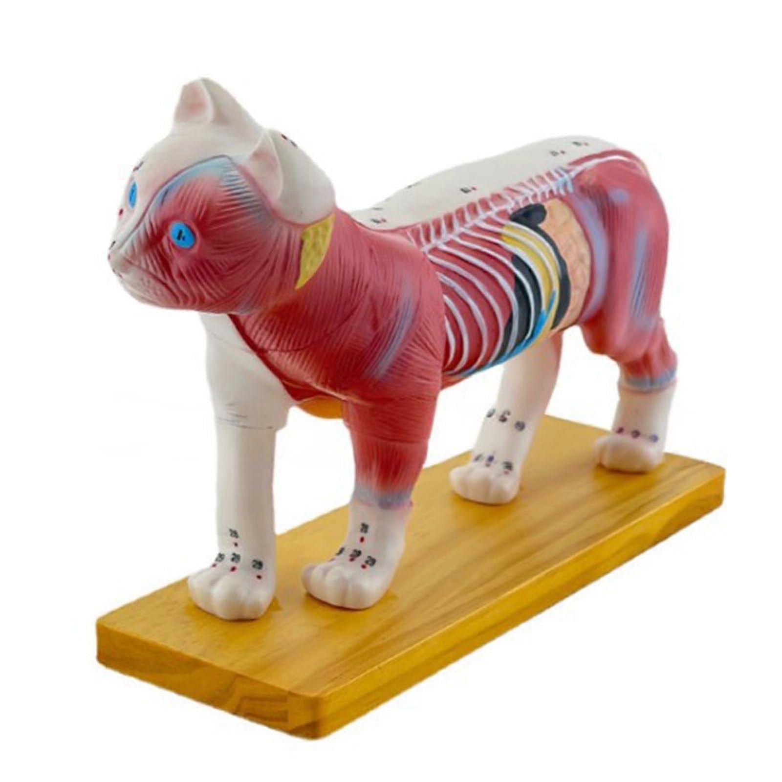 Cat Anatomy Model for Acupuncture and Moxibustion, 3D Animal Anatomy Model with Organs for Teaching and Education