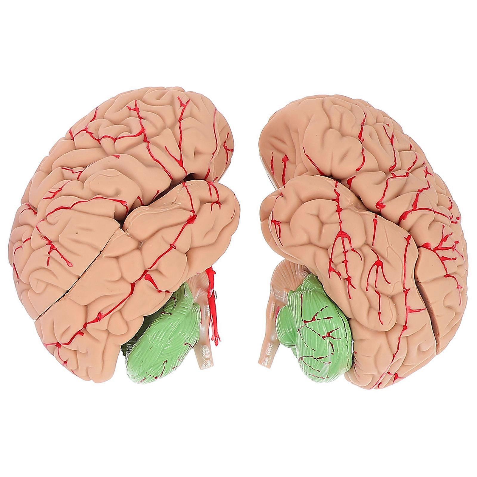 Menschliches Gehirn-Anzeigemodell, lebensechtes Gehirn-Anatomie-Modell zur Anzeige, 1 Stück