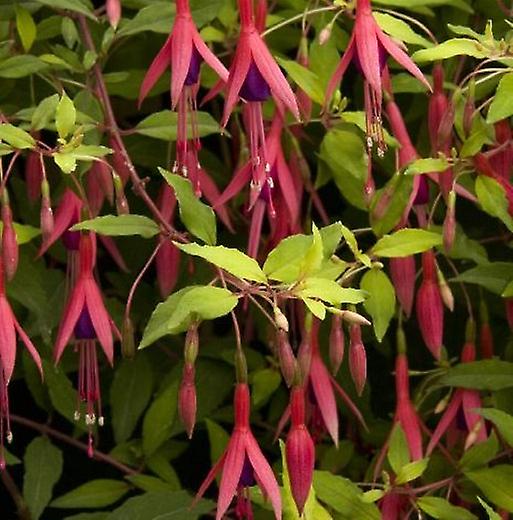 Fuchsia Guldberg. Lime gult lövverk.