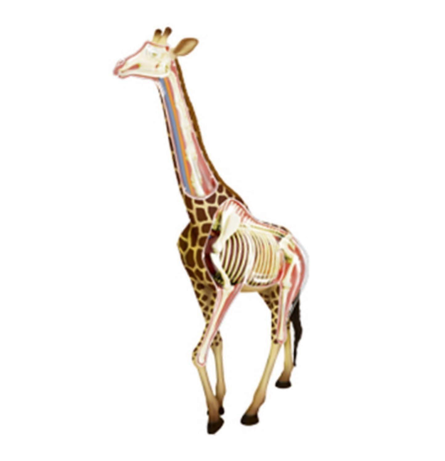 Schaufensterpuppe 4D Giraffe Organ Anatomisches Modell Abnehmbar 27 Organe Körperteile Tier Medizin Lehre Modell Werkzeug Menschliches Organ Modell