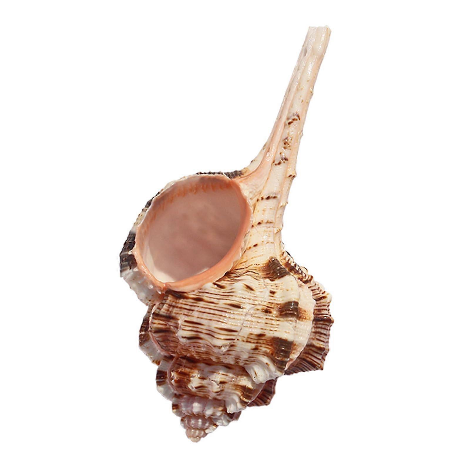 Large Natural Conch Shell for Nautical Decor, Beach Theme Party & Home Display