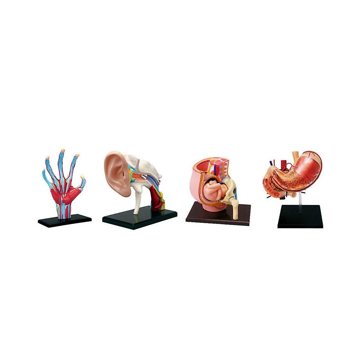 Medical-Torso Human Body Model Removable Parts Education Organs Model for Teaching Study Class Stud