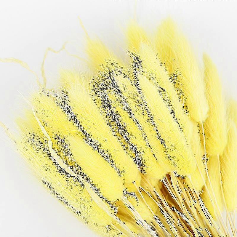 Dried Pampas Grass Flowers Decoration