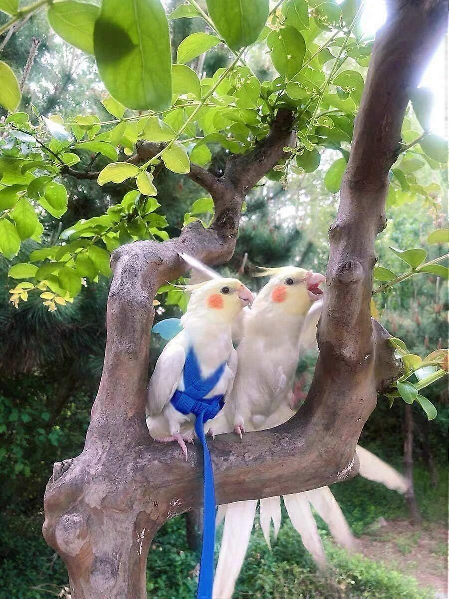 L تسخير الطيور والمقود ، حبل تدريب الطيران الخارجي قابل للتعديل للكوكاتيل ، الببغاء ، الببغاء ، الببغاء الراهب ، الببغاء