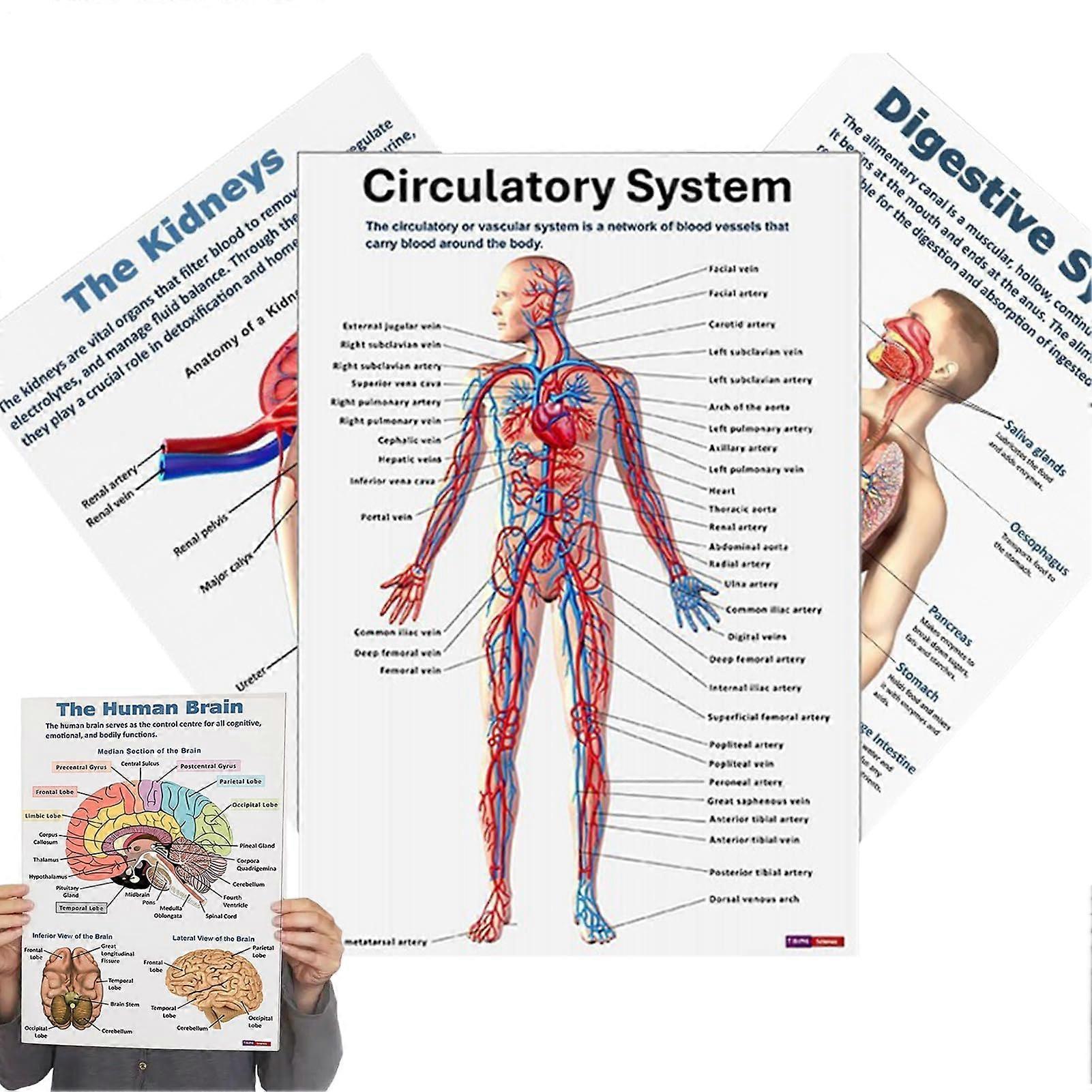 Muscle Anatomy Poster | 16X Detailed Muscle Charts for Educational Use in Clinics, Colleges, Labs, and Schools