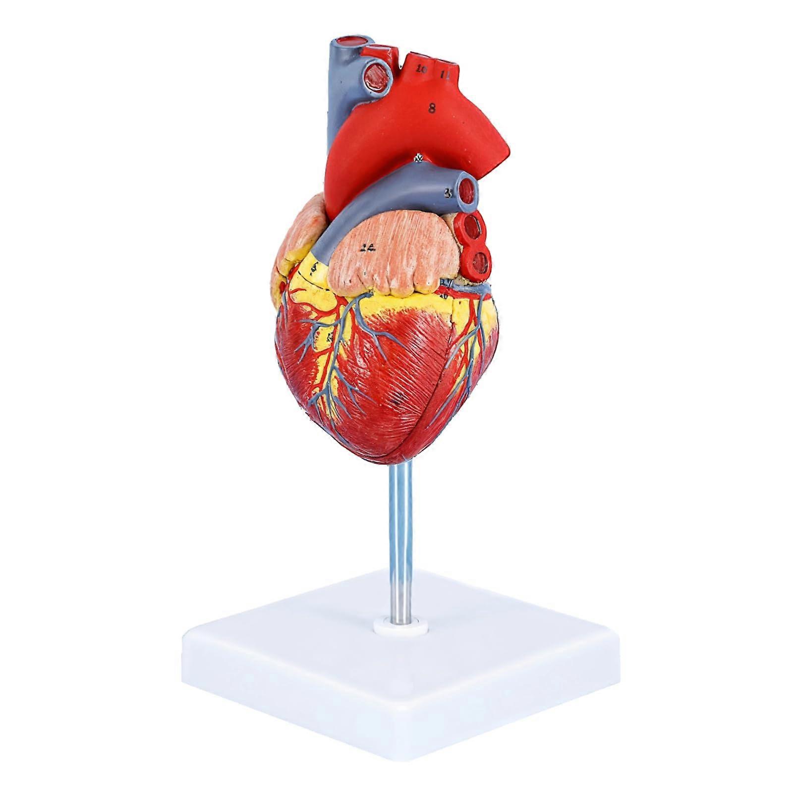 LifeSize Anatomical Heart Model, 34 ColorCoded Structures, Includes Display Base, Classroom and Cardiology Education