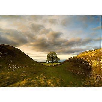 Sycamore Gap Tree Stress Reliever Jigsaw Puzzle QT 1083