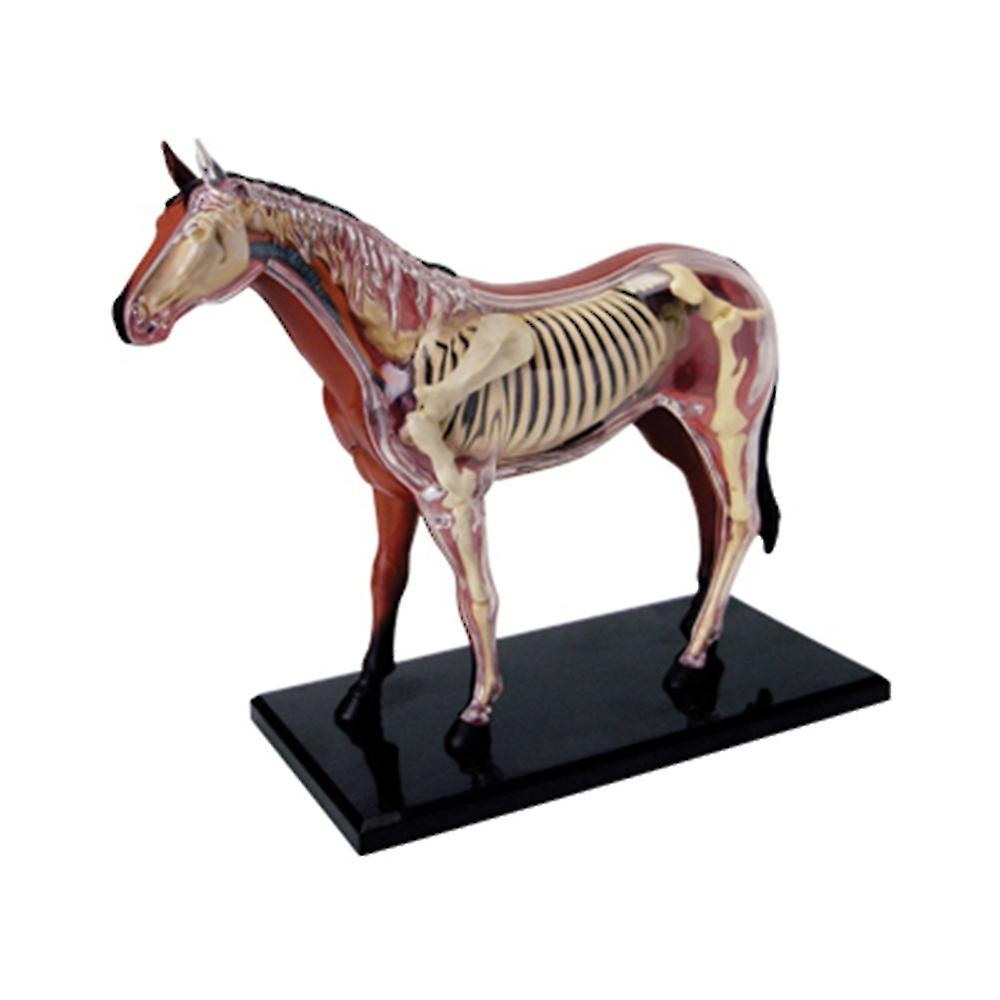 Anatomie animale Modèle 4d Intelligence du cheval Assemblage Jouet Enseignement Anatomie Modèle Bricolage Appareils