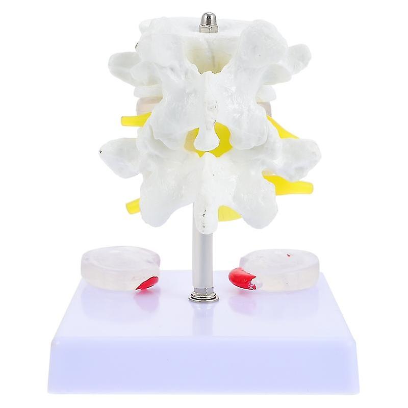 1set Ryggradsmodell för undervisning