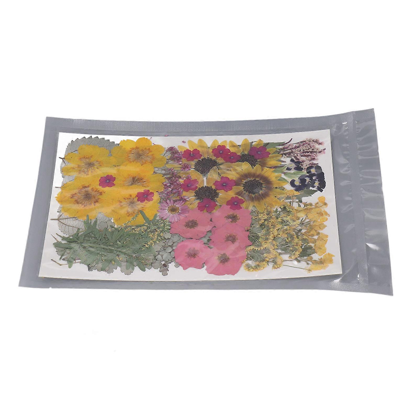 100 Pcs Dried Pressed Flowers 13 Types 19x27cm for Crafts
