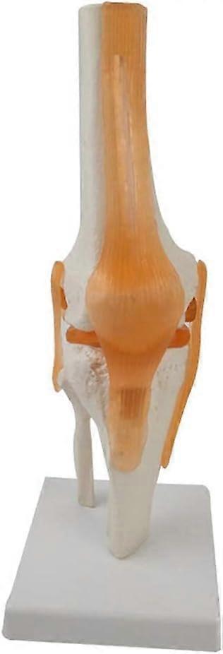 Human Knee Joint Anatomy Model LifeSize 1:1 Scale with Functional Ligaments and Movable Base